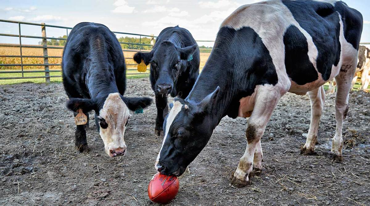 cows-lead-retry.jpg